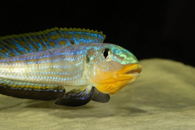 Enantiopus sp. 'kilesa'